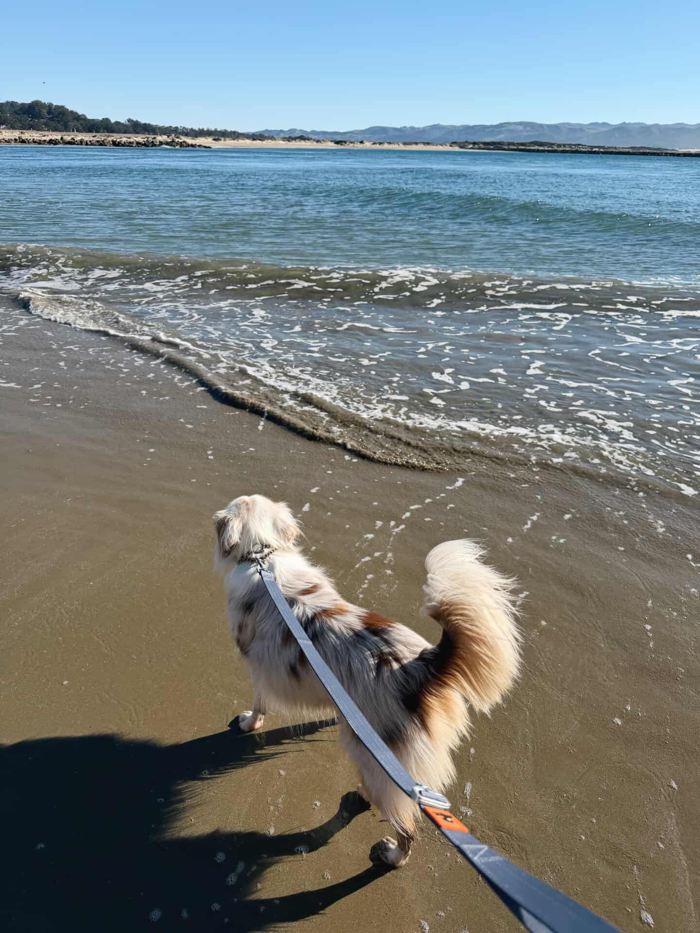 dog with handsfree leash on the beach